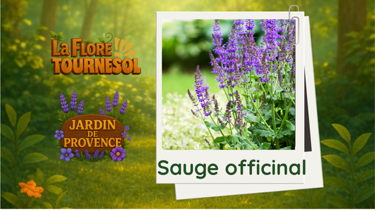 Sauge Officinal