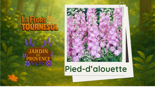 Pied-d’alouette