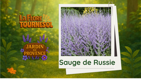 Sauge de Russie