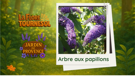 L'arbre aux papillons