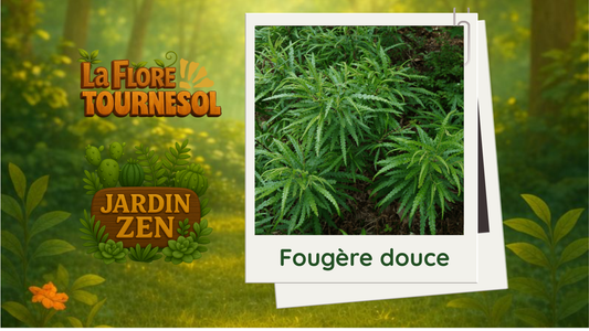 Fougère douce