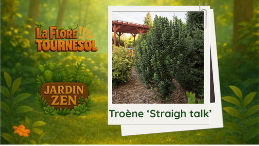 Troène 'Straigh talk'