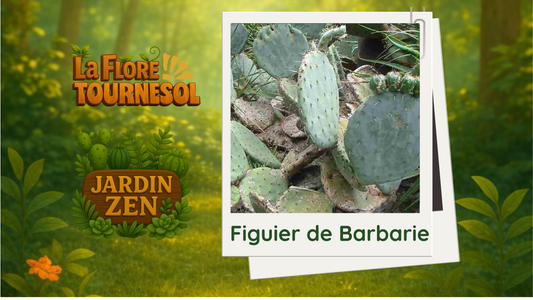 Figuier de Barbarie