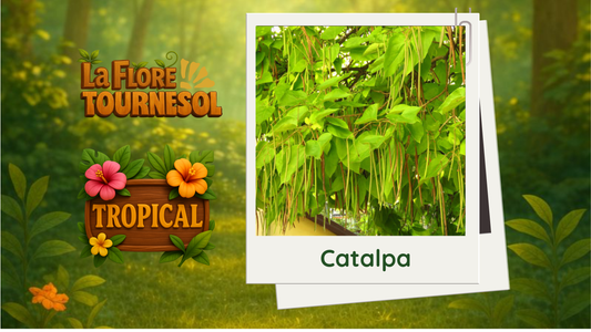 Catalpa