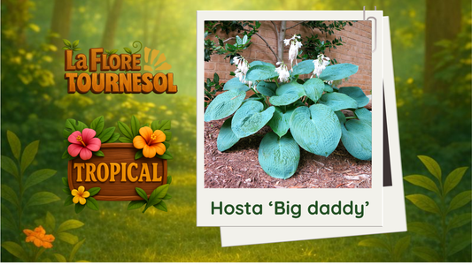 Hosta 'Big Daddy'