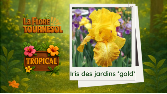 Iris des jardins 'gold'
