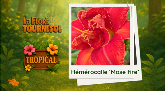 Hémérocalle 'Moses fire'
