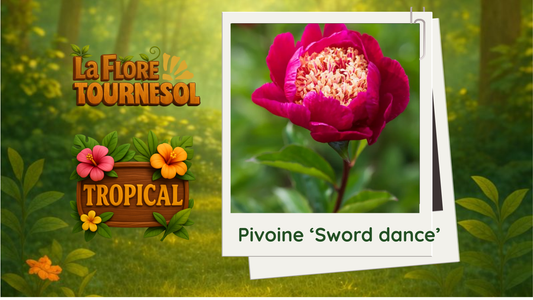 Pivoine 'Sword dance'