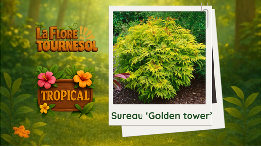 Sureau 'Golden tower'