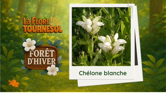 Chelone blanche