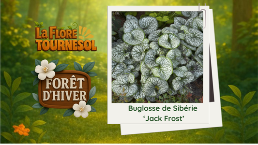 Buglosse de Sibérie 'Jack Frost'