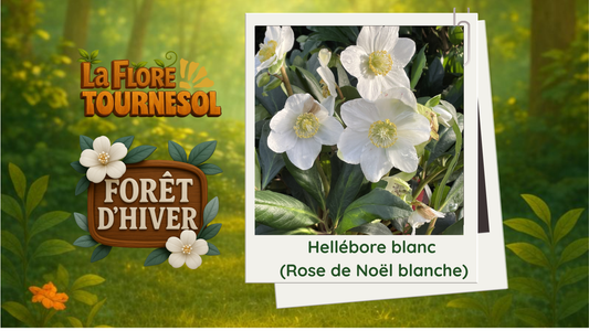 Hellébore blanc (Rose de Noël blanche)