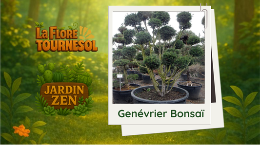 Genévrier Bonsaï
