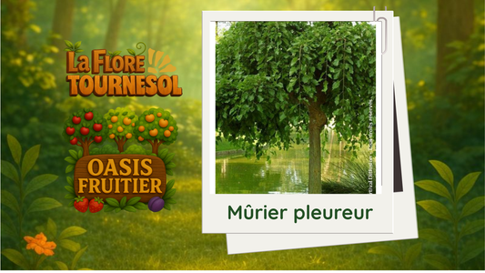 Mûrier pleureur
