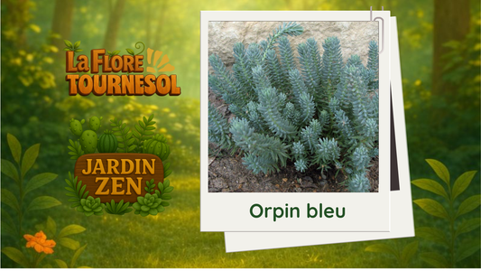 Orpin bleu
